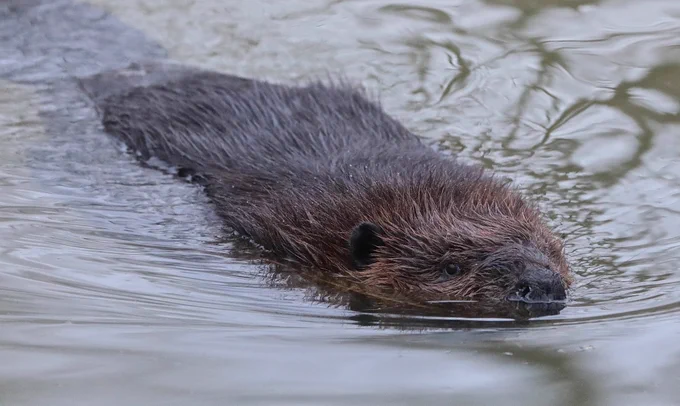 A beaver swims in a body of water 