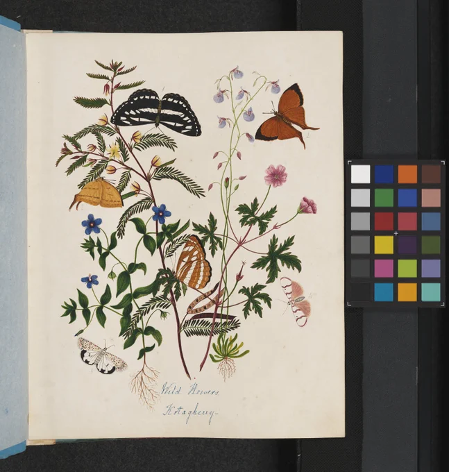 A screen shot of the online viewer for our artwork collections. Pictured here is a volume open on a page of Butterflies surrounding a selection of flowers. 