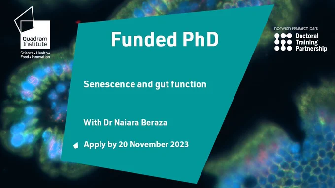 A social card with a microscopy image of intestinal cells and the text, "Funded PhD, Senescence and gut function, with Dr Naiara Beraza. Apply by 20 November 2023