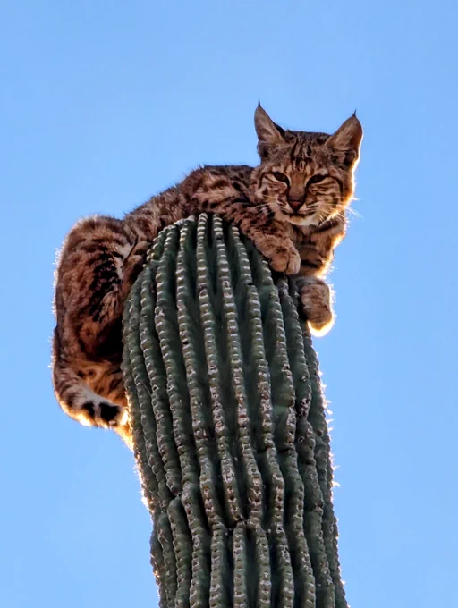 Closeup of a Bobcat, with its tan fur, brown markings, and fur ear tufts, perching on top of a tall saguaro cactus.