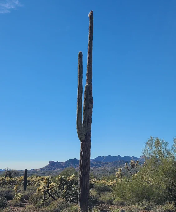 A bobcat is just barely visible at the top of a tall saguaro cactus in this wide shot.