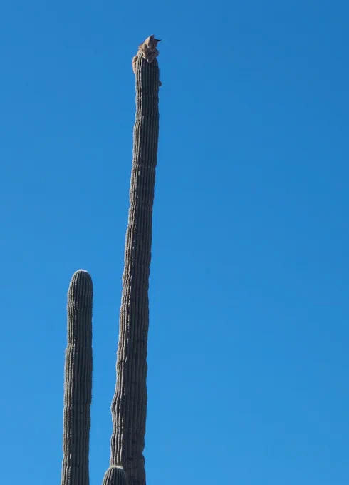 A zoomed-in shot of a bobcat sitting on the top of a tall saguaro cactus in this wide shot.