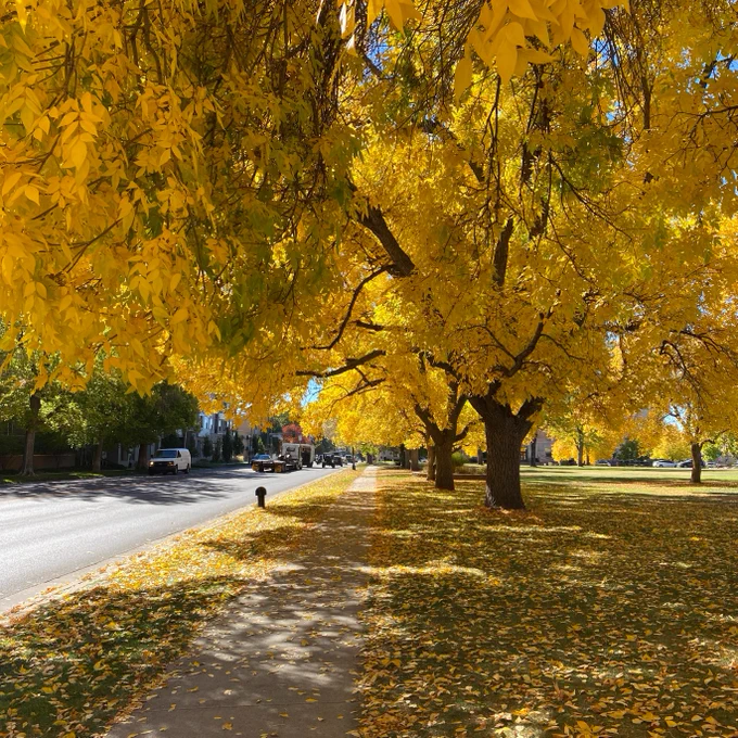 Fall colors on DU's Denver Campus near University Avenue.