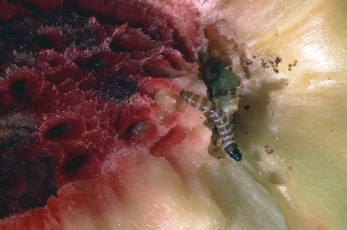The peach twig borer damages peaches. Photo by Jack Kelly Clark