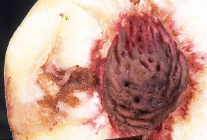 Oriental fruit moth is a major pest that damages peaches. Photo by Jack Kelly Clark