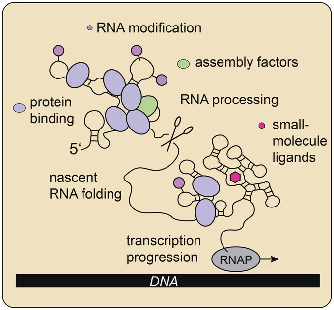 This graphical review provides a mechanistic overview of different molecular processes that are tightly coupled and cooperate to achieve efficient and spatial-temporally regulated co-transcriptional protein-RNA complex assembly, including co-transcriptional RNA folding, processing, modification and the assembly in context of biomolecular condensates.