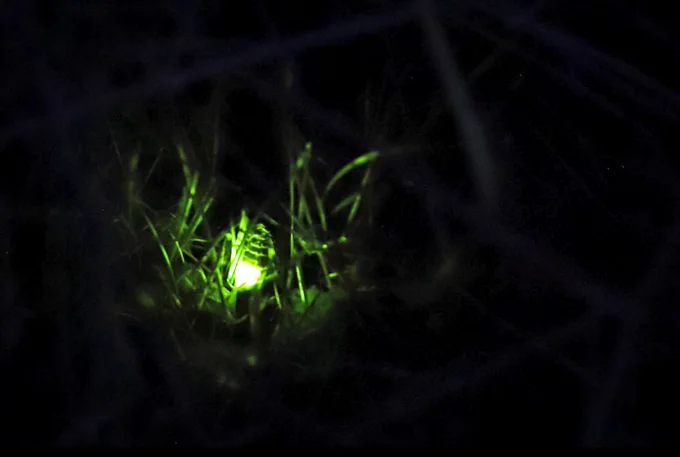 Glow-worm, Malltraeth ©️ Dani Robertson