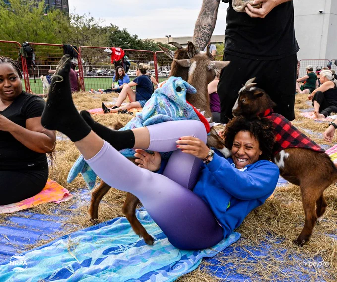 Goat yoga attendee getting knocked over by three goats in costumes.