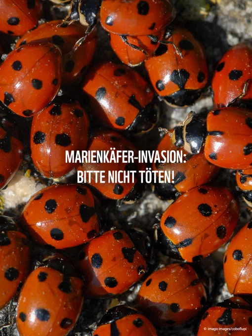 Ganz viele Marienkäfer auf einem Haufen, Text: "Marienkäfer-Invasion: bitte nicht töten!"