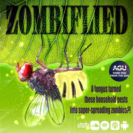 A fruit fly with glowing red eyes and a white/cream abdomen clings upside-down to a leaf while text says, “ZOMBIFIED: A fungus turned these household pests into super-spreading zombies?!”