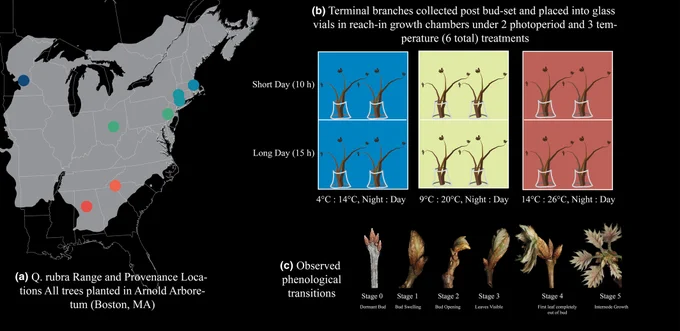 Experimental design: the provenance of the eight genotypes of Quercus rubra chosen from the Arnold Arboretum in Boston, MA for the experiment; the experimental treatments, containing six replicates from each of eight genotypes, and the phenophases observed during the experiment. 