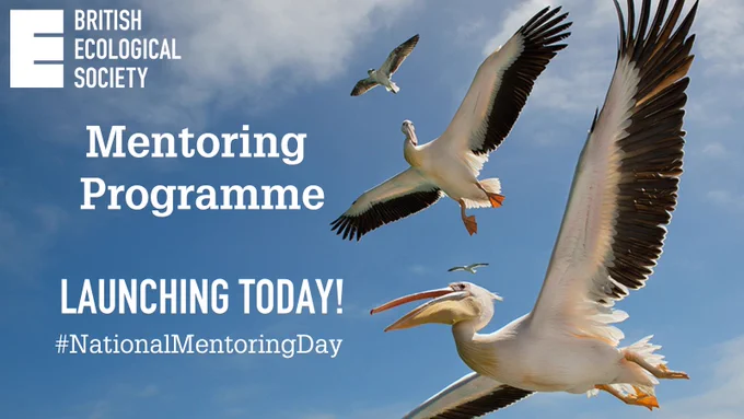 Three pelicans soaring in the sky, text announces the launch of the British Ecological Society's new mentoring programme for National Mentoring Day