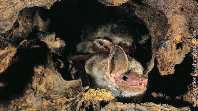 Foto / Photo: slowmotiongli / Shutterstock.com