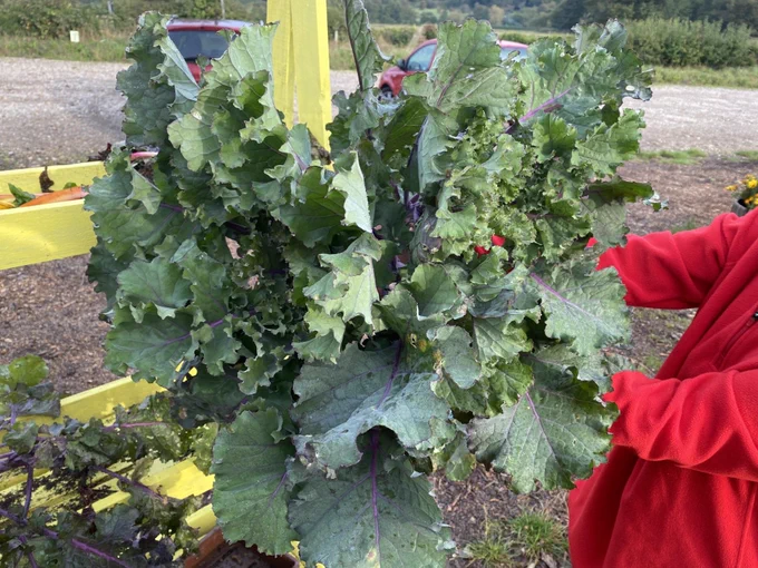 A ginormous amount of leafy greens with someone with a red top holding it up for the camera.