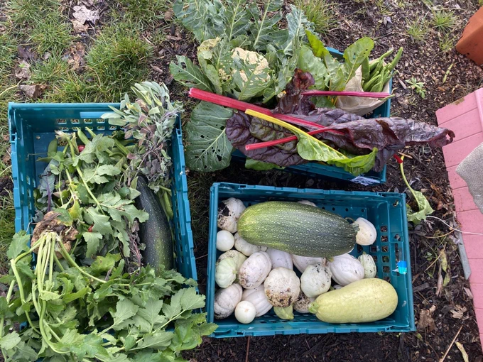 Crates of donated vegetables on the ground at the allotment site, including marrows, squash, runner beans, rainbow chard and sage.