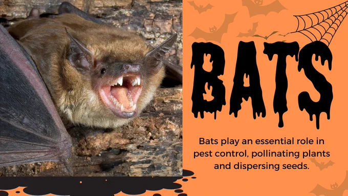 Bats play an essential role in pest control, pollinating plants and dispersing seeds.