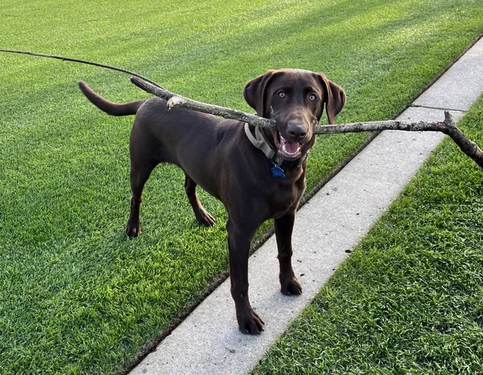 Rye, a chocolate lab puppy, has retrieved a VERY large stick - hoping someone will play fetch with him for the “throw that” game. Oh Rye.