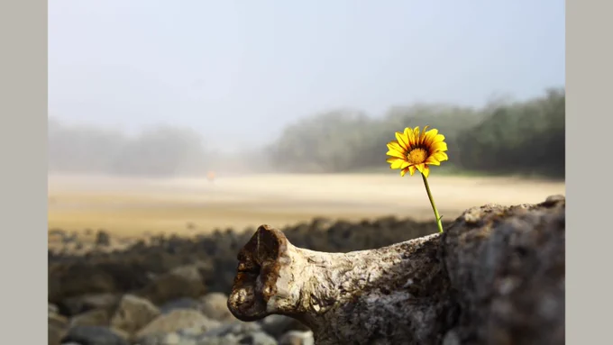 A healthy yellow flower grows out of the ground in an otherwise barren desert.