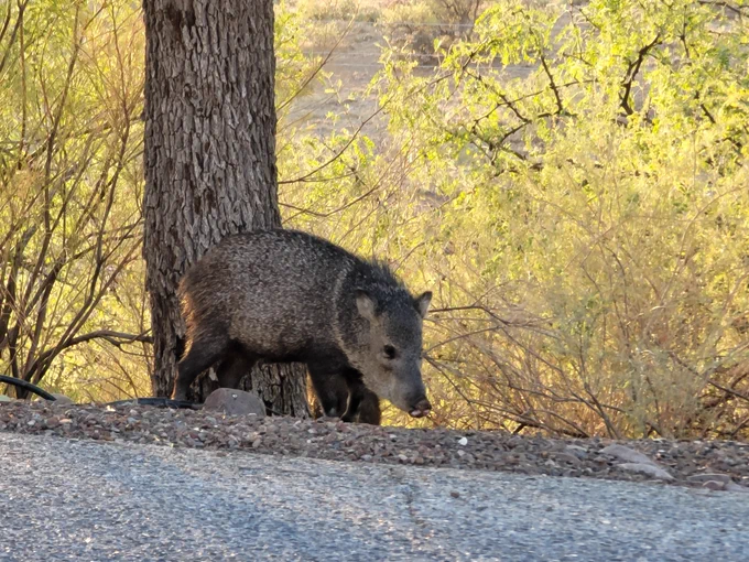 A javelina in the golden hour. It is gray with a white collar and long snout