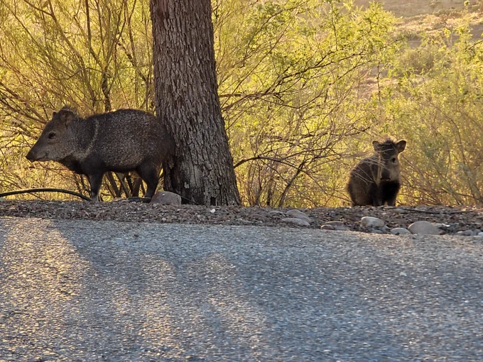 Two javelinas in front of Palo Verde trees. They are squat, about 2 feet tall
