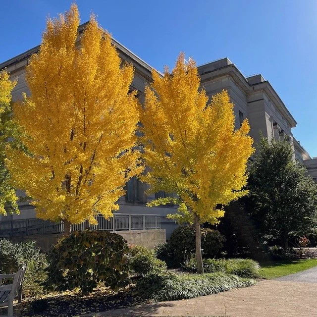 Two trees with brilliant yellow leaves are in the foreground, and the back side of Langdell Hall is in the background. 