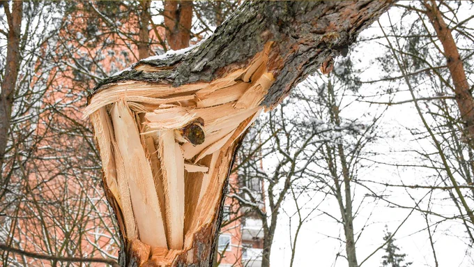 A broken tree hangs in the snow with splinters bursting from the trunk.