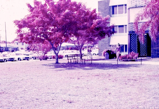Kodak Ektachrome Color Infrared Film of a tree and building.  When I took this picture, Ektachrome Color Infrared was easy to get.  One was supposed to use a yellow filter with it, but I never did.  