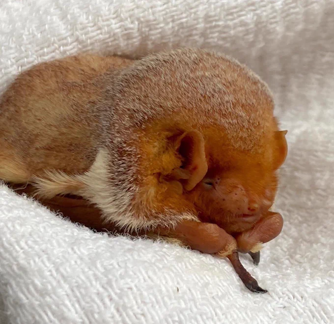 A sleeping eastern red bat on a white towel. The fur is a rich, brick red at the base and the tips are frosted white. There are white shoulder patches on either side. The eyes are small with c-shaped ears and no nose-leaf. 
Photo credit: Pennsylvania Bat Rescue
