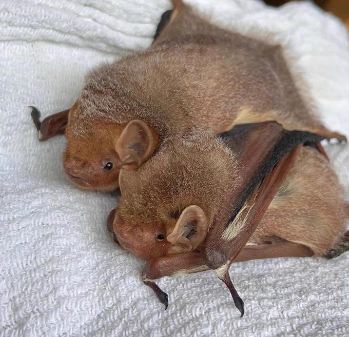 Two juvenile eastern red bat cuddled up on a white towel. The one in the back has their wing over the other. 
Photo credit: Pennsylvania bat rescue