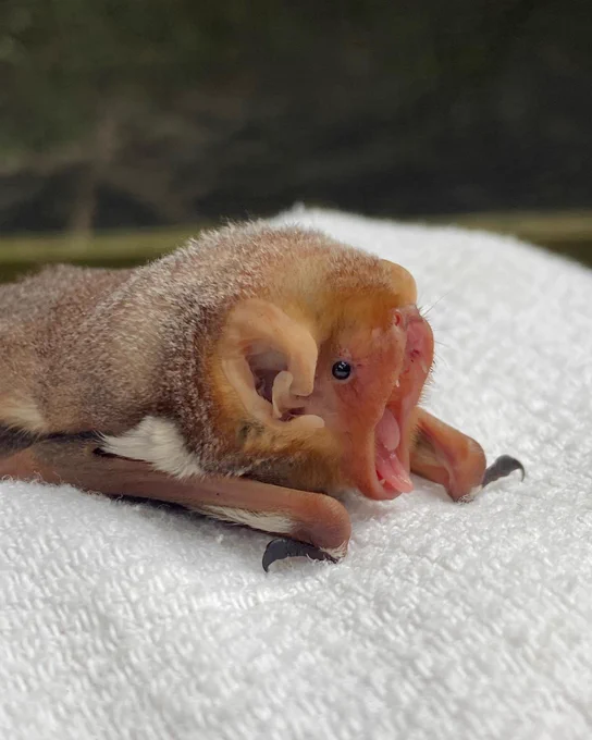 A yawning juvenile eastern red bat resting on a white towel. 
Credit: Pennsylvania bat rescue