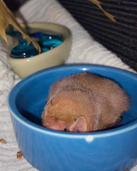 A juvenile eastern red bat peeking out from a blue mealworm bowl. She looks very round and well-fed. 
Photo credit: Pennsylvania bat rescue