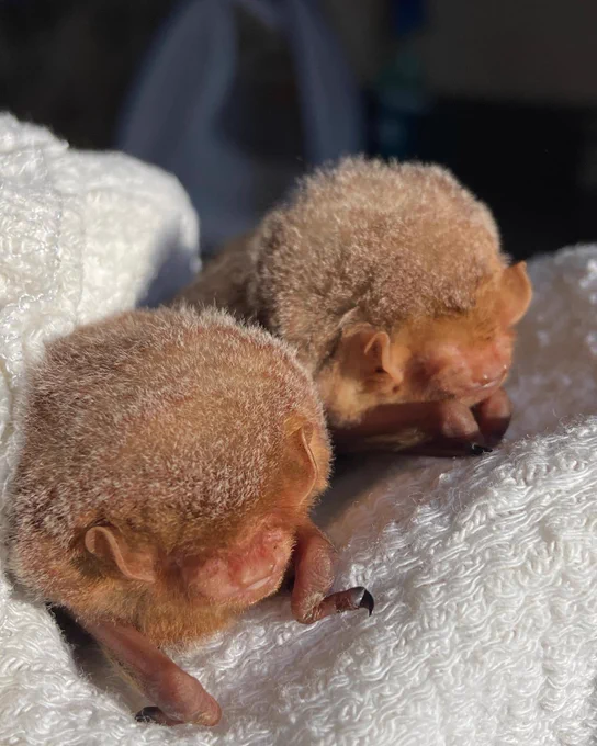Two juvenile eastern red bats. Their heads are extremely poofy for maximum jelly donut resemblance. 
Photo credit: Pennsylvania bat rescue