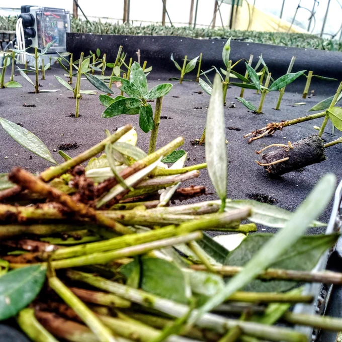Image showing the IoT planter with non-rooted plants removed and piled up in front. On the right, two plants are visible with their roots exposed. The other healthy plants are still in position.