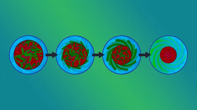Four circular graphics showing how a polymer assembly transforms as temperature changes, from a core-shell structure (left) to a spherical micelle (right).