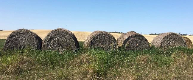 Row of five bales.