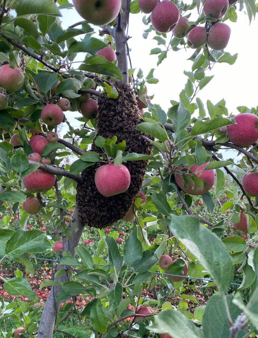 Wayne County, NY:  a swarm of bees in a apple tree where workers are harvesting