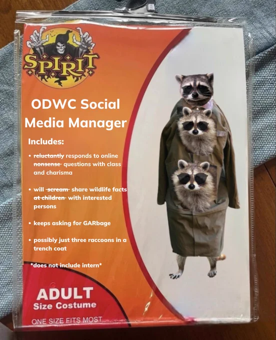 A Spirit Halloween costume package has three raccoons in sunglasses wearing a trenchcoat. This is not sus at all. The item description reads: 

Includes : reluctantly (that word is crossed out)  responds to online nonsense (that word is also redacted) questions with class and charisma

will scream (screaming is crossed out)  share wildlife facts at children  with (at children is crossed because that is apparently rude.)  interested persons  

keeps asking for GARbage

possibly just three raccoons in a trench coat

    *does not include intern*