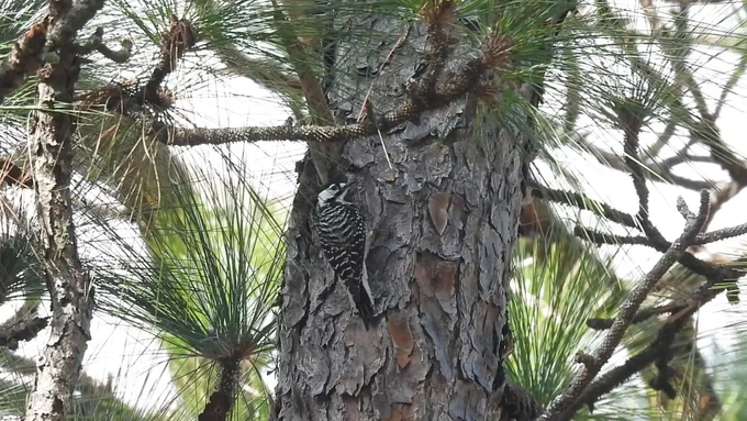 Red-cockaded Woodpecker on Longleaf Pine by Judy Drew Fairchild 