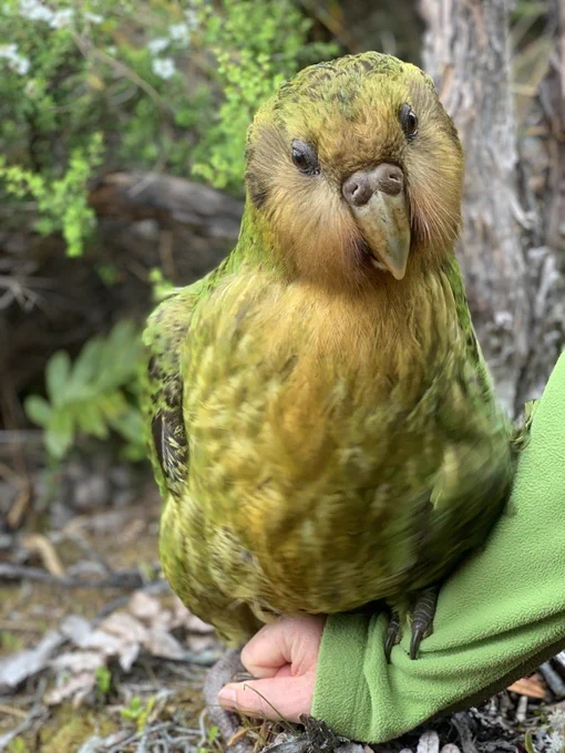 A male kākāpō standing on a person’s hand in native forest.