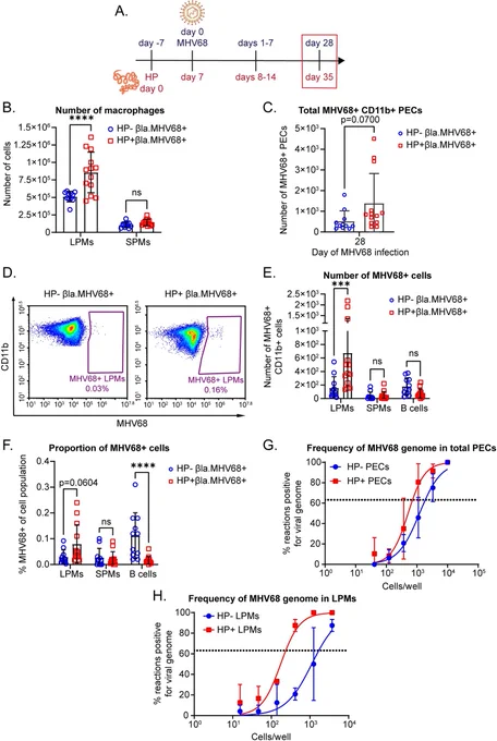 Fig 2. Coinfected mice have increased infection in tissue-resident macrophages during latency. Read the full caption here: https://journals.plos.org/plospathogens/article?id=10.1371/journal.ppat.1011691 