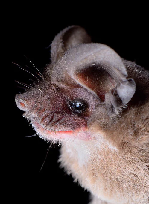 A close up side profile of a Mexican free-tailed bat. The bat has light brown fur, large round ears and lay on top of the head and angle slightly forward, small black eyes, small nose with no nose leaf, and wrinkly upper lips. There are whiskers all around the nose and mouth.
Photo credit: Jose G. Martinez-Fonseca
