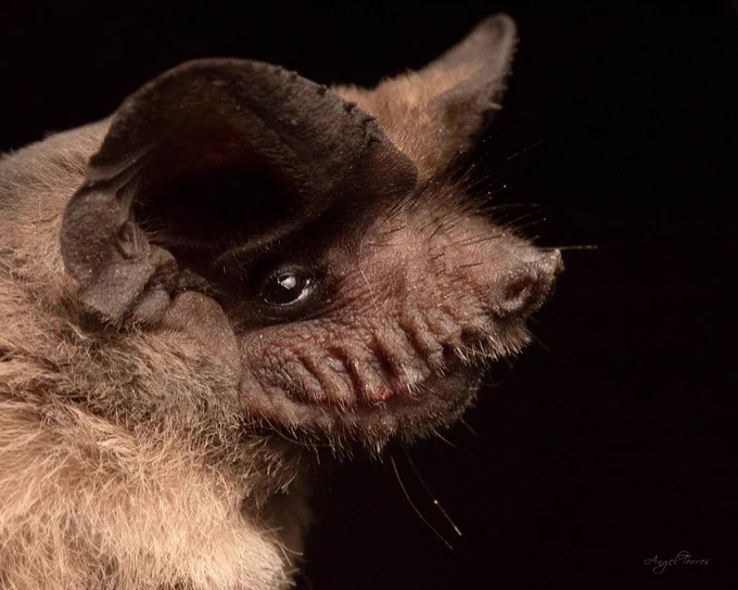 A close-up side profile of a Mexican free-tailed bat. 
Photo credit: angelt11896 via iNaturalist