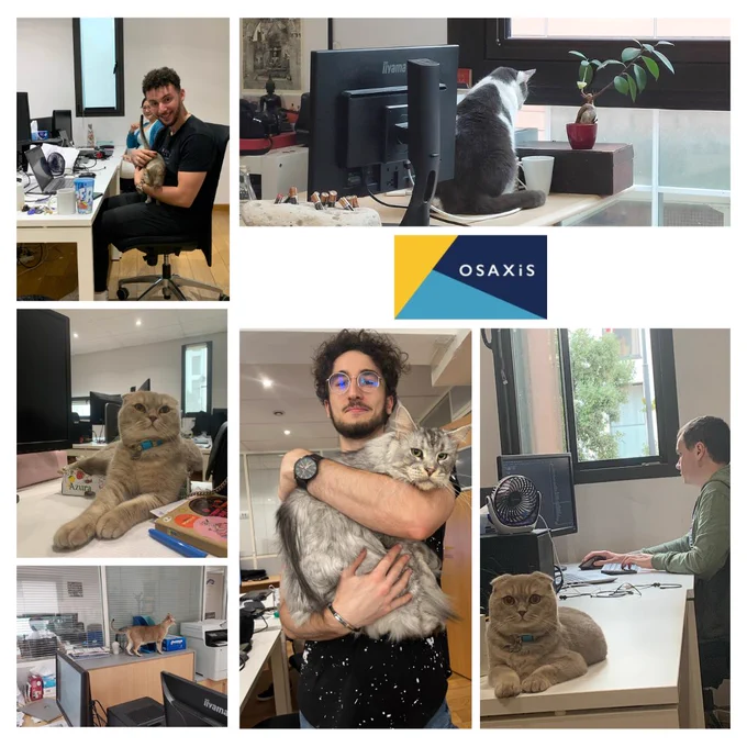 Journées Portes Ouvertes pour nos amis les chats dans les bureaux d'Osaxis. 