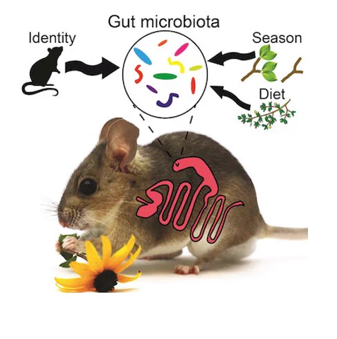 The gut bacterial communities of herbivorous woodrats were repeatedly sampled for 2 years to identify what factors influence the stability of microbes in the gut of individuals over their natural lifespan.