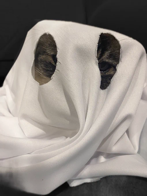 Pamcake the cat is wearing a ghost costume (white sheet over her head) with two eye holes cut in it. The holes are too big so we can see 75% of one eye, 10% of the other, and far too much of the rest of her face.