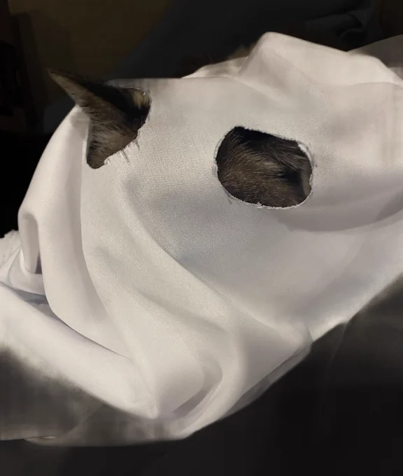 Pamcake the cat is wearing a ghost costume (white sheet over her head) with two eye holes cut in it. The holes are too big so we can see one ear and one cheek. No eyes.