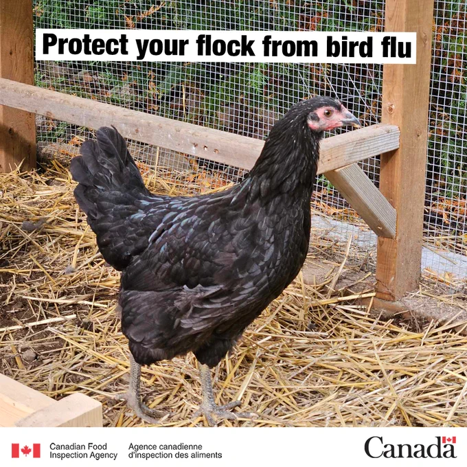 A black chicken in an enclosed run.
