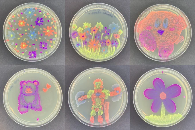 Pictures of agar plates with colourful bacteria. Top left: Mishaal (floral pattern); top centre: Sara (flower shops); top right: Media (Kirby); bottom left: Myah (purple teddy bear); bottom centre: Ronin (Iron Man); bottom right: Juliet (purple flower)