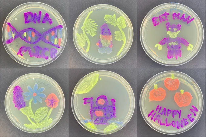 Pictures of agar plates with colourful bacteria. Top left: Dylan (DNA molecule); top centre: Chloe (gnome); top right: Brook (Batman); bottom left: Rachel (flowers); bottom centre: Zain (astronaut); bottom right: Fianna (pumpkins)