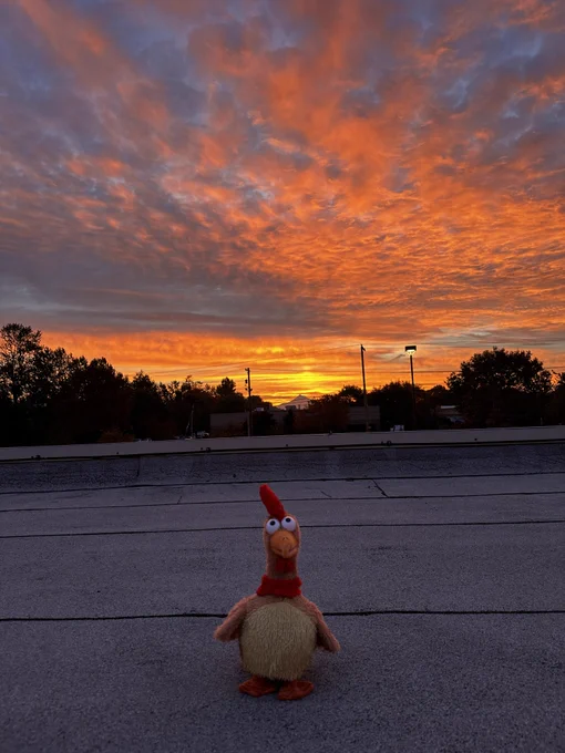 Larry the Chicken enjoying a sunrise.